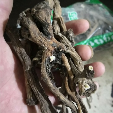 蒲公英根