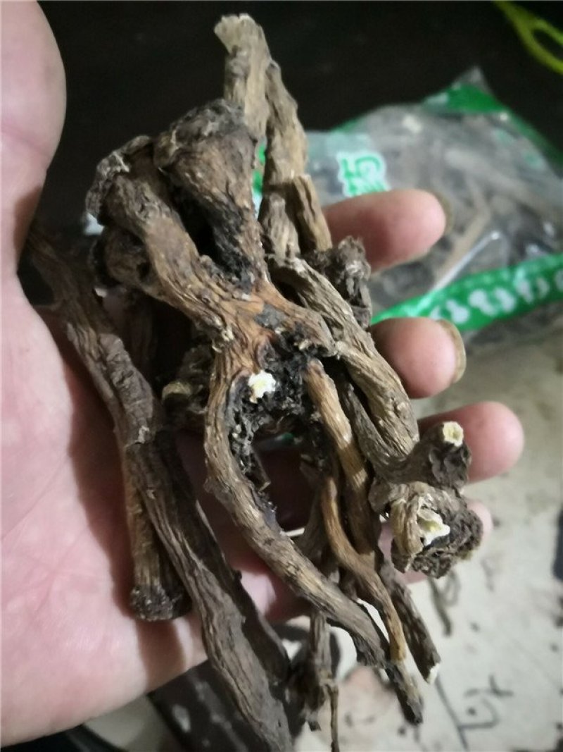 蒲公英根