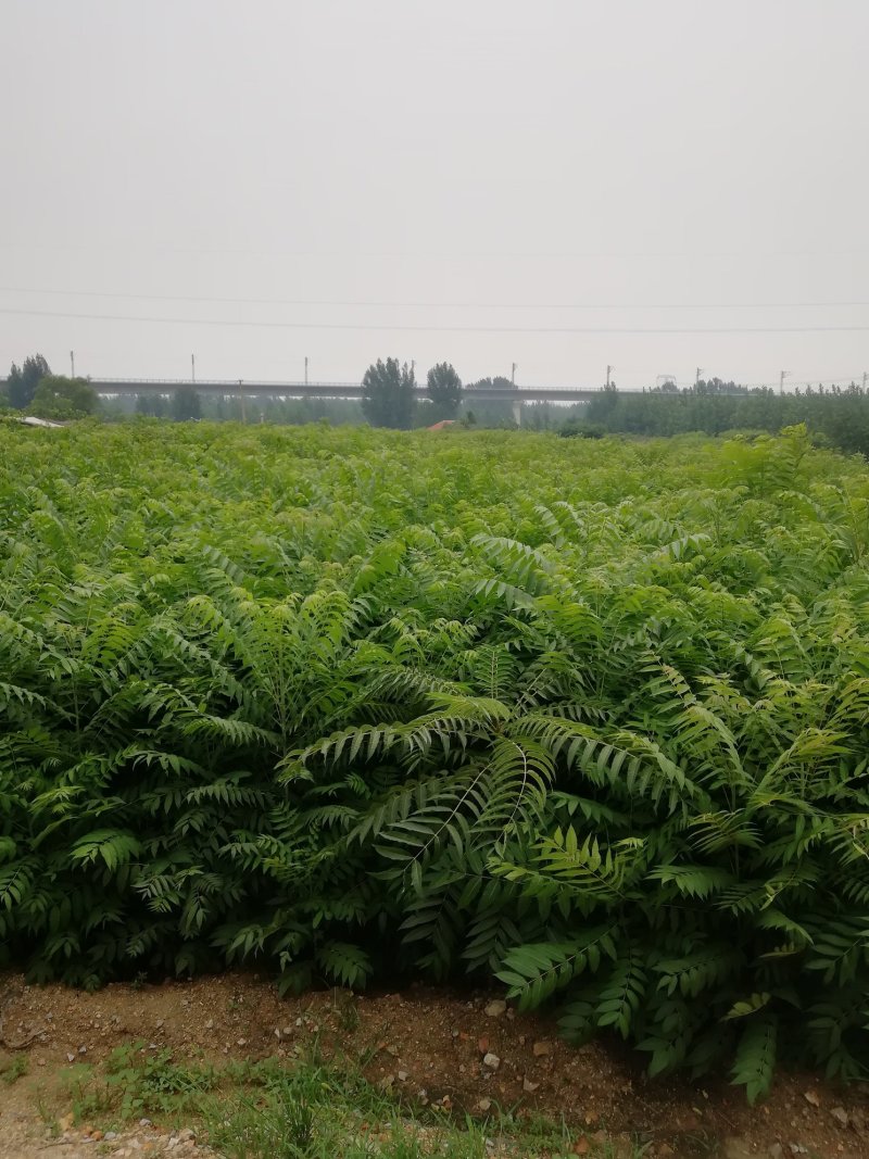 正宗泰山红油香椿苗，批发零售价格合理