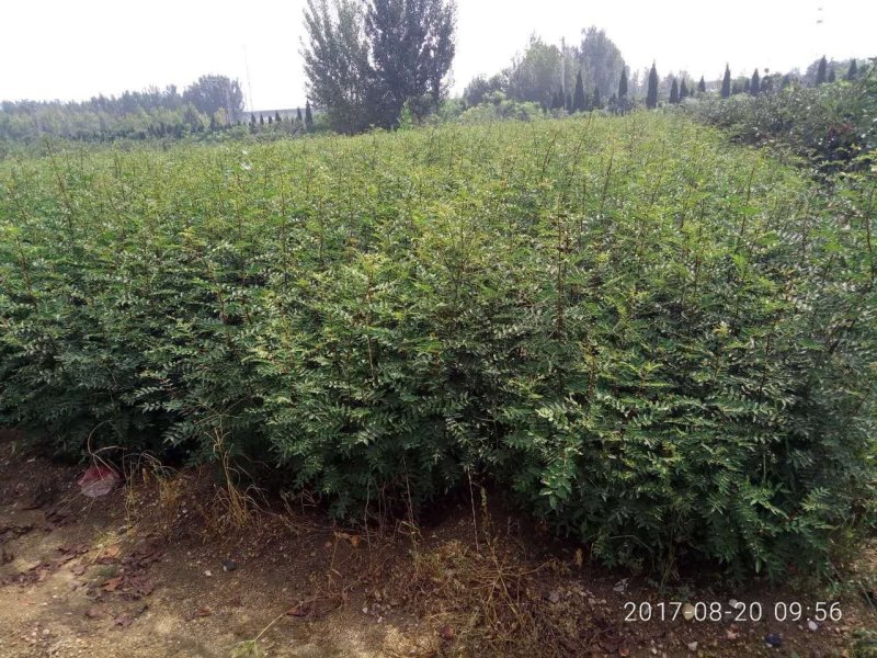 基地批发零售纯正大红袍花椒苗，价格优惠