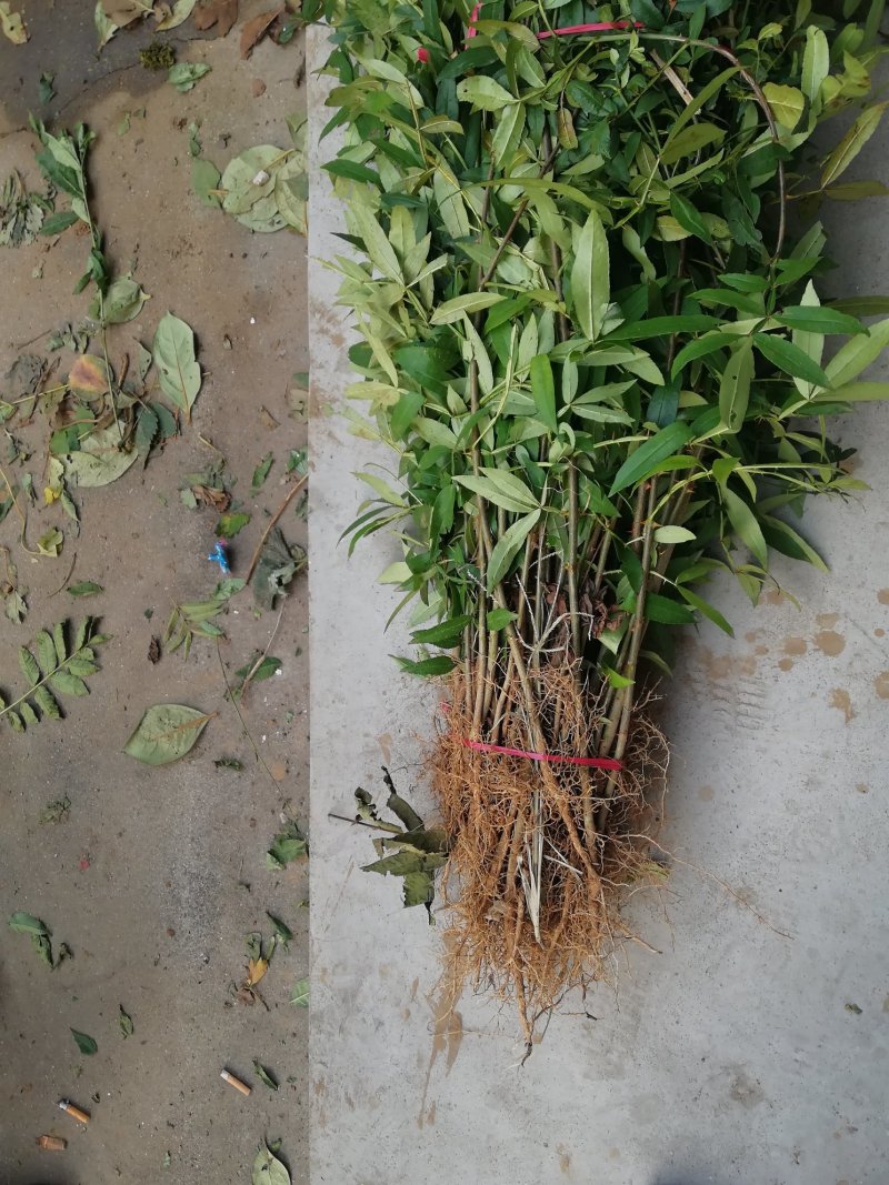 基地批发零售纯正大红袍花椒苗，价格优惠