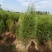 基地直供荒山绿化，街道美化侧柏苗1.5--1.8米侧柏