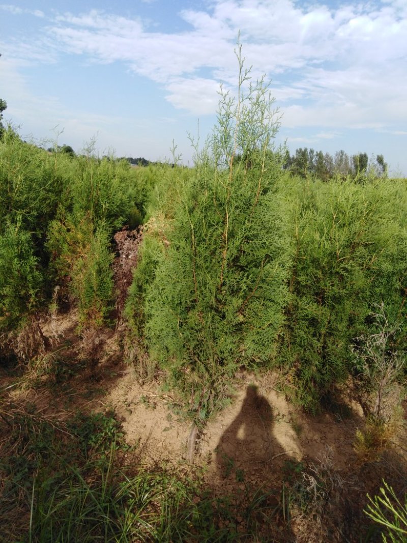 基地直供荒山绿化，街道美化侧柏苗1.5--1.8米侧柏