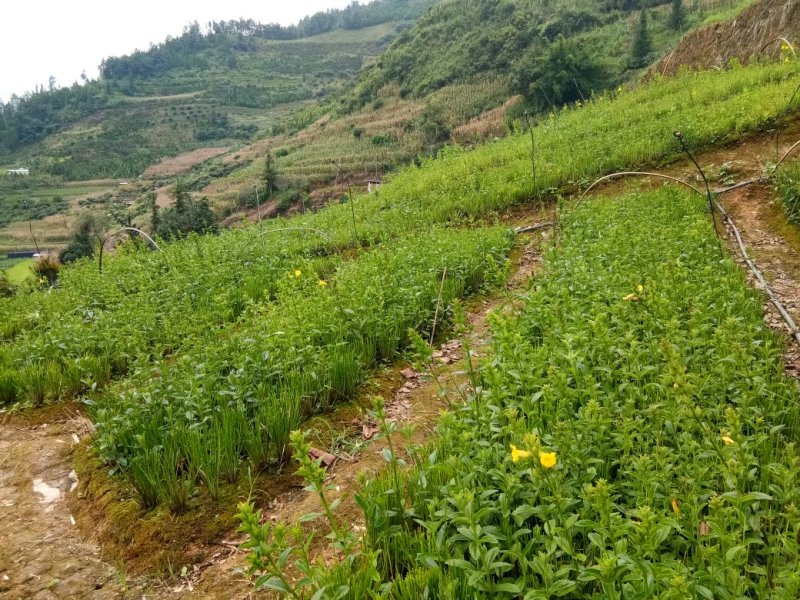 野蚕豆