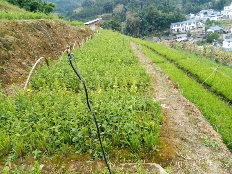 野蚕豆