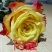 大花香水月季玫瑰苗,品种多,产地直销,欢迎看货下单