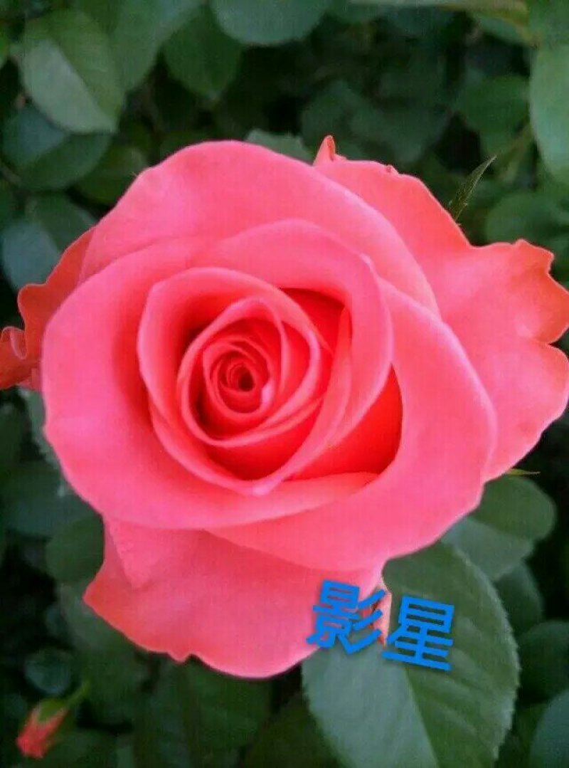 大花香水月季玫瑰苗，品种多，产地直销，欢迎看货下单