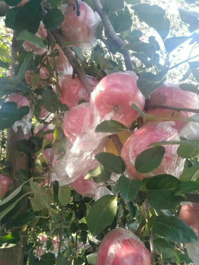 膜袋红富士大量上市，对接电商商超平台