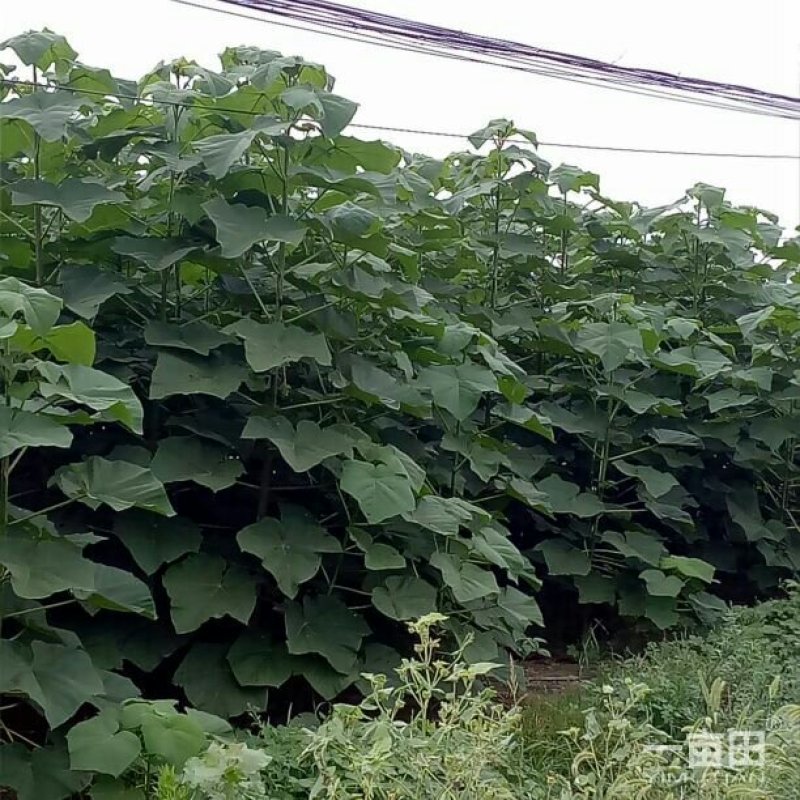 9501杂交泡桐