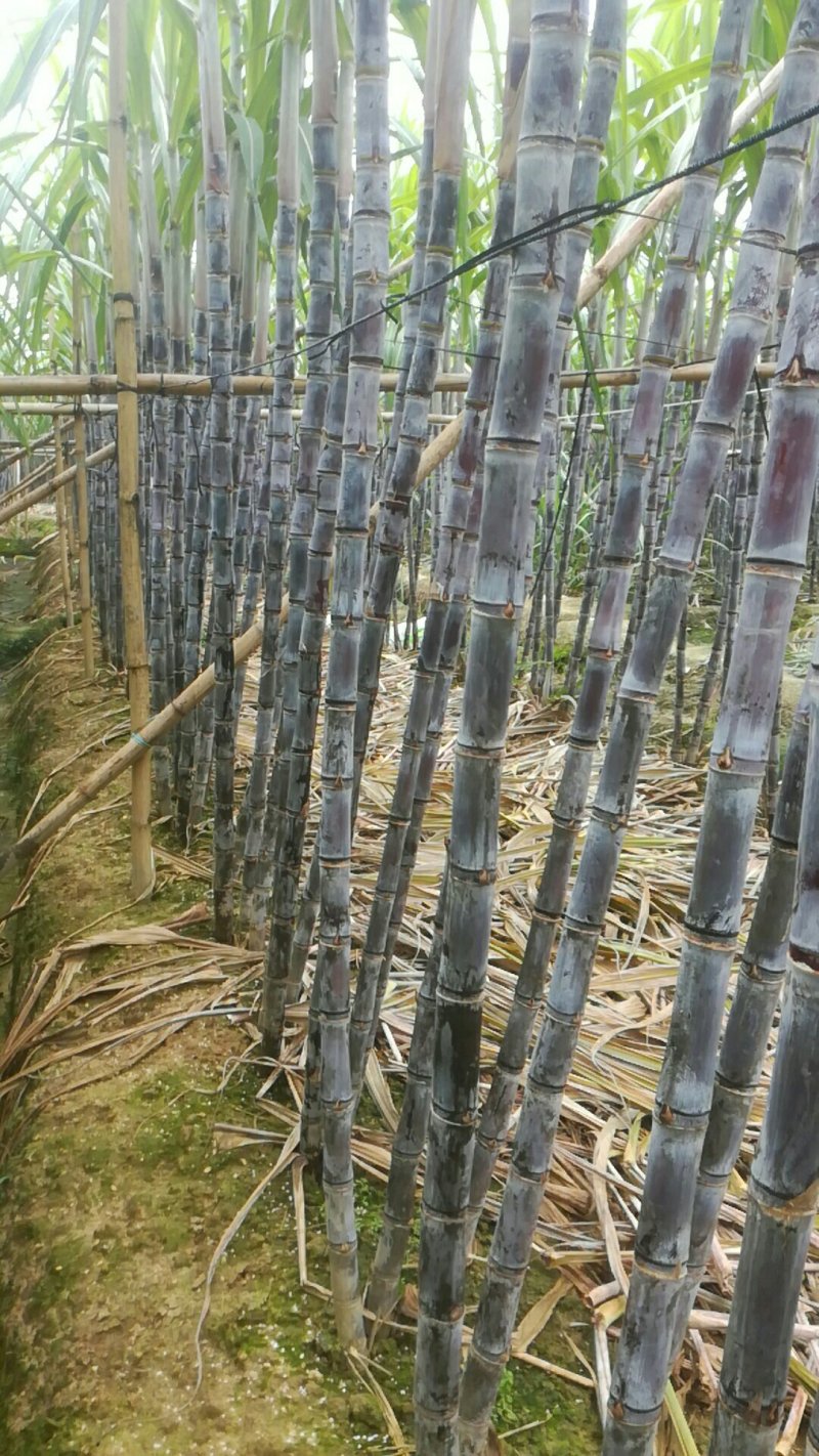 春去冬来，黑皮甘庶大量订购中