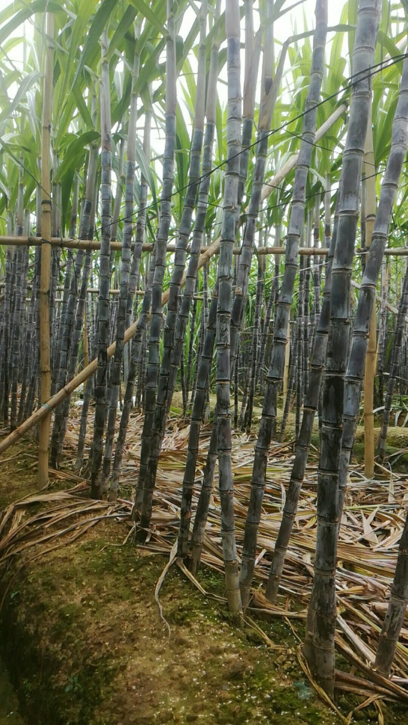 春去冬来，黑皮甘庶大量订购中
