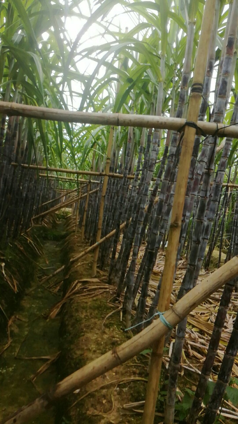 春去冬来，黑皮甘庶大量订购中