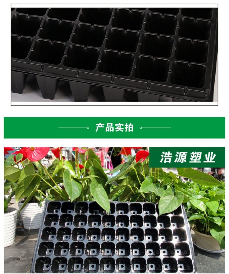 营养钵育苗盘穴盘苗木多肉培育营养钵盆规格齐全