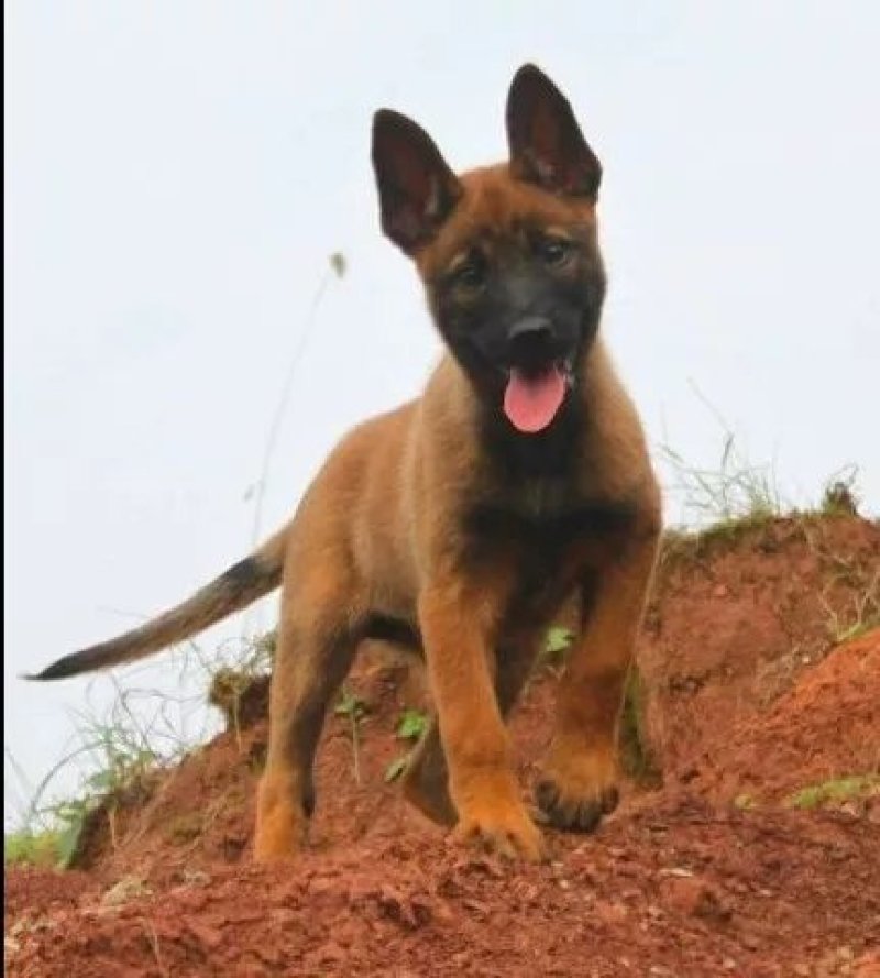 精品马犬黑马爆红马犬都有检疫合格健康马犬价格实惠