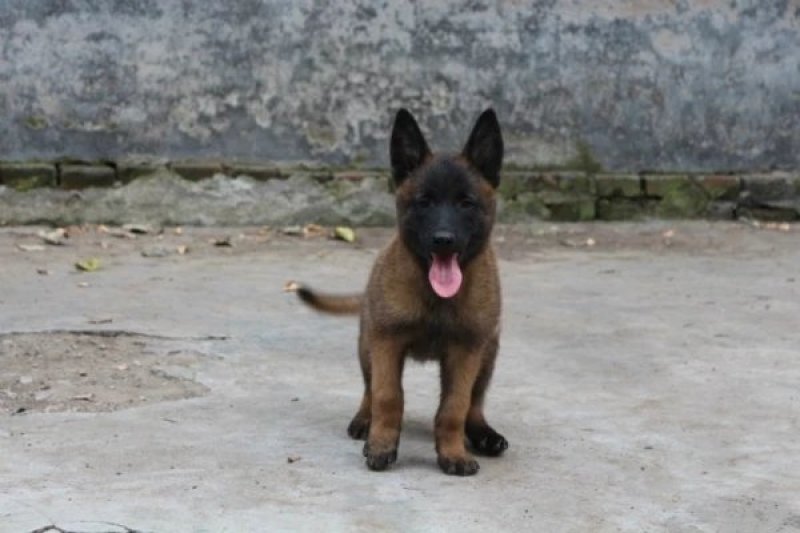 精品马犬黑马爆红马犬都有检疫合格健康马犬价格实惠