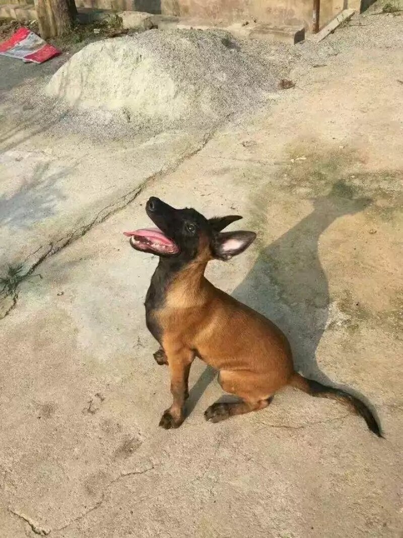 精品马犬黑马爆红马犬都有检疫合格健康马犬价格实惠