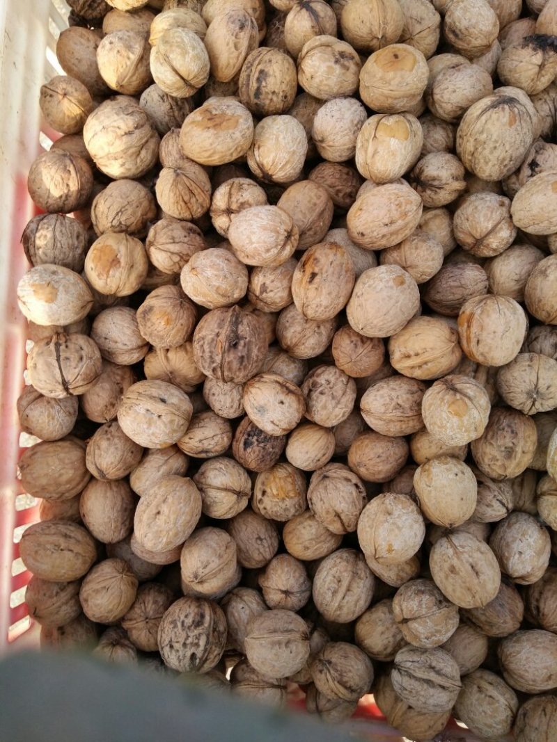 干果核桃