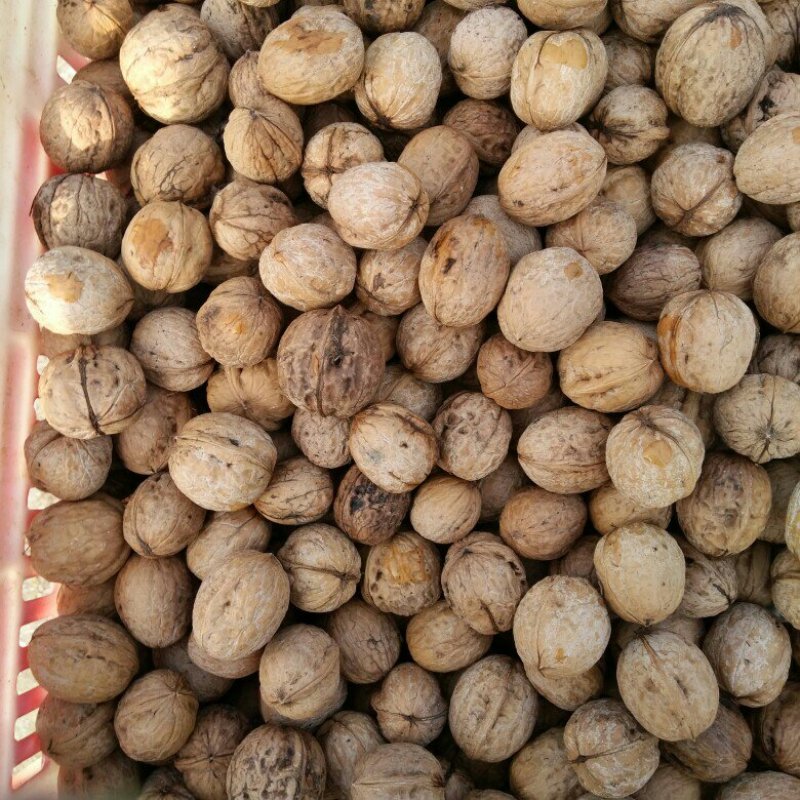 干果核桃