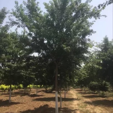 枫树231~260cm