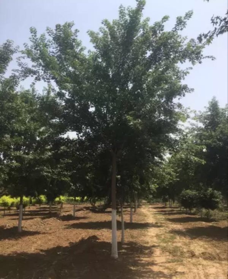 枫树231~260cm