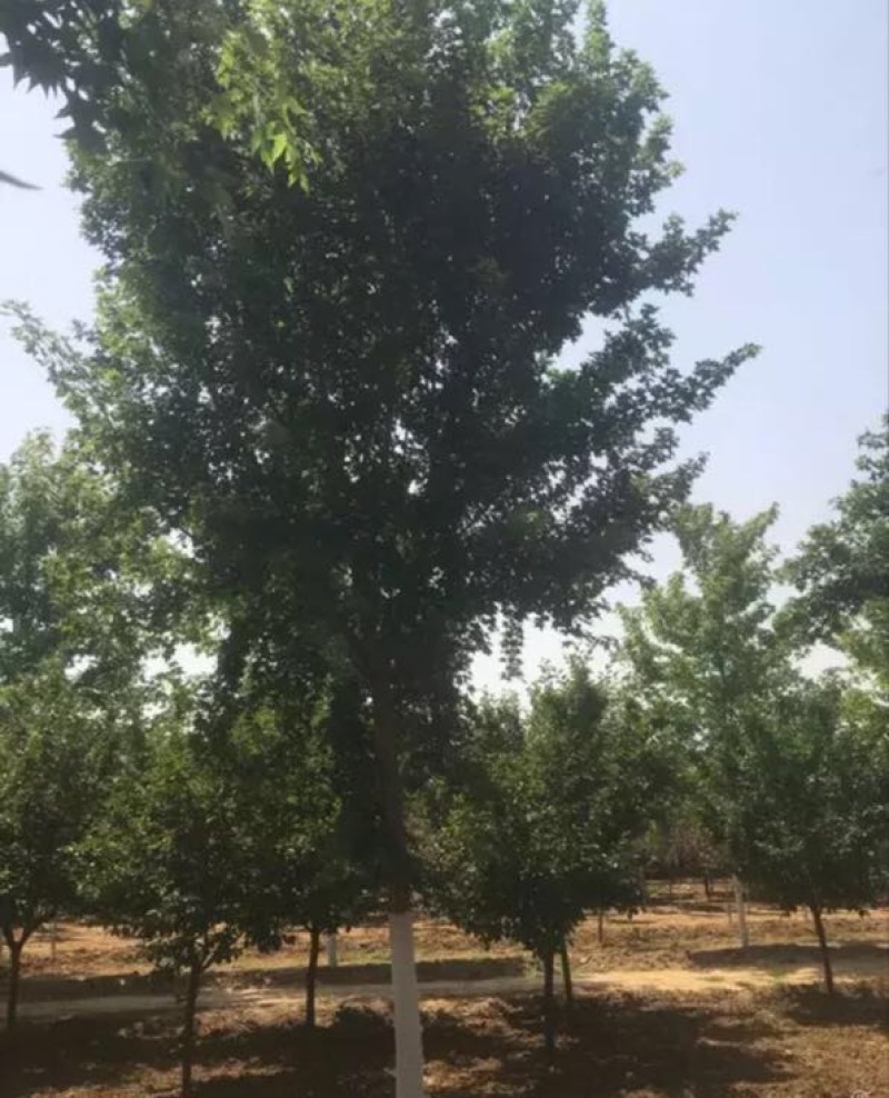 枫树231~260cm