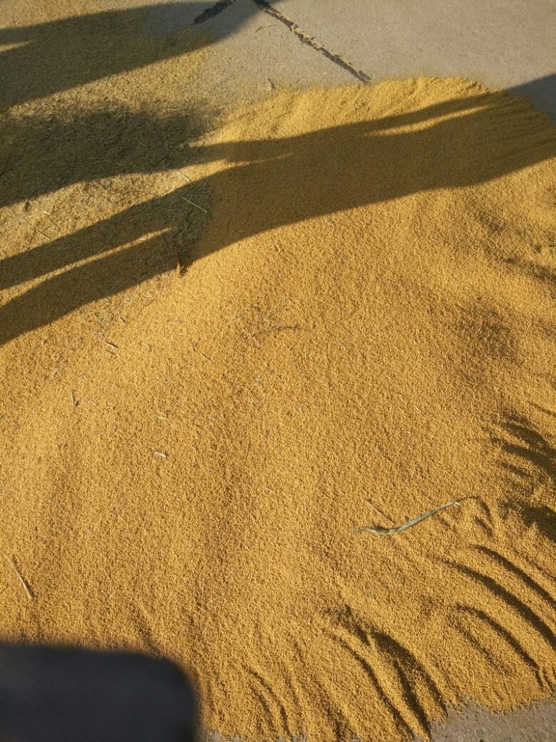 小米，