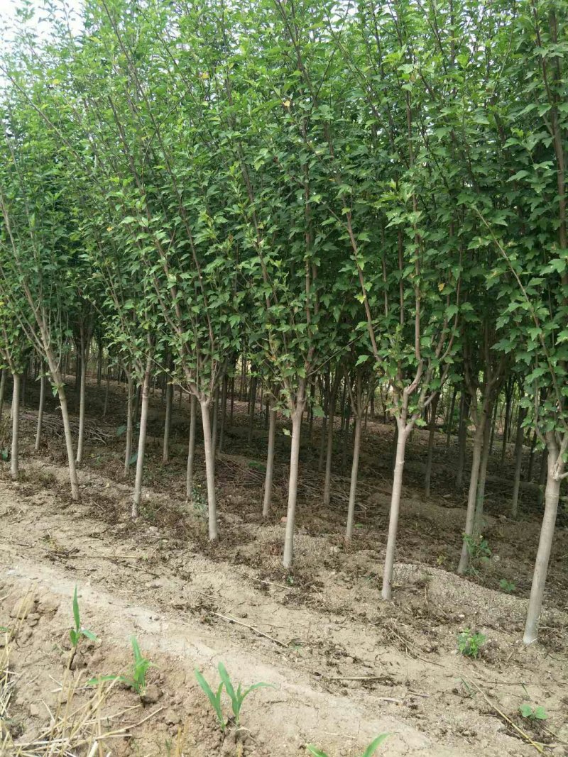 山东红花木槿树2~4cm小区绿化花灌木