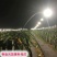 火龙果专用补光灯生长灯反季节种植灯