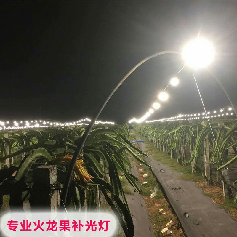 火龙果专用补光灯生长灯反季节种植灯