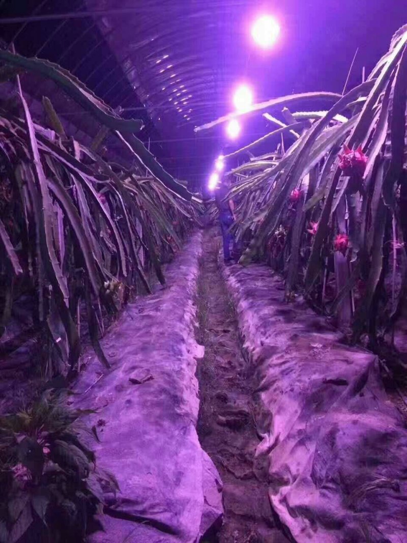 火龙果专用补光灯生长灯反季节种植灯