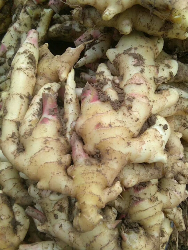 山东精品红牙姜小黄姜大黄姜块大，小黄姜辣味浓厚，价格合理