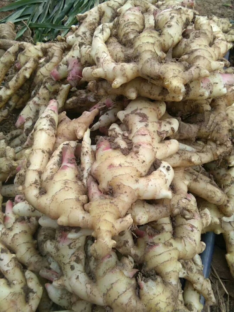 山东精品红牙姜小黄姜大黄姜块大，小黄姜辣味浓厚，价格合理