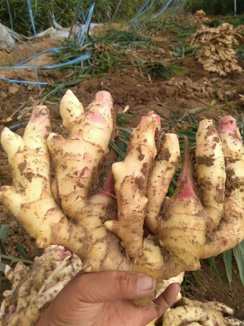 山东精品红牙姜小黄姜大黄姜块大，小黄姜辣味浓厚，价格合理