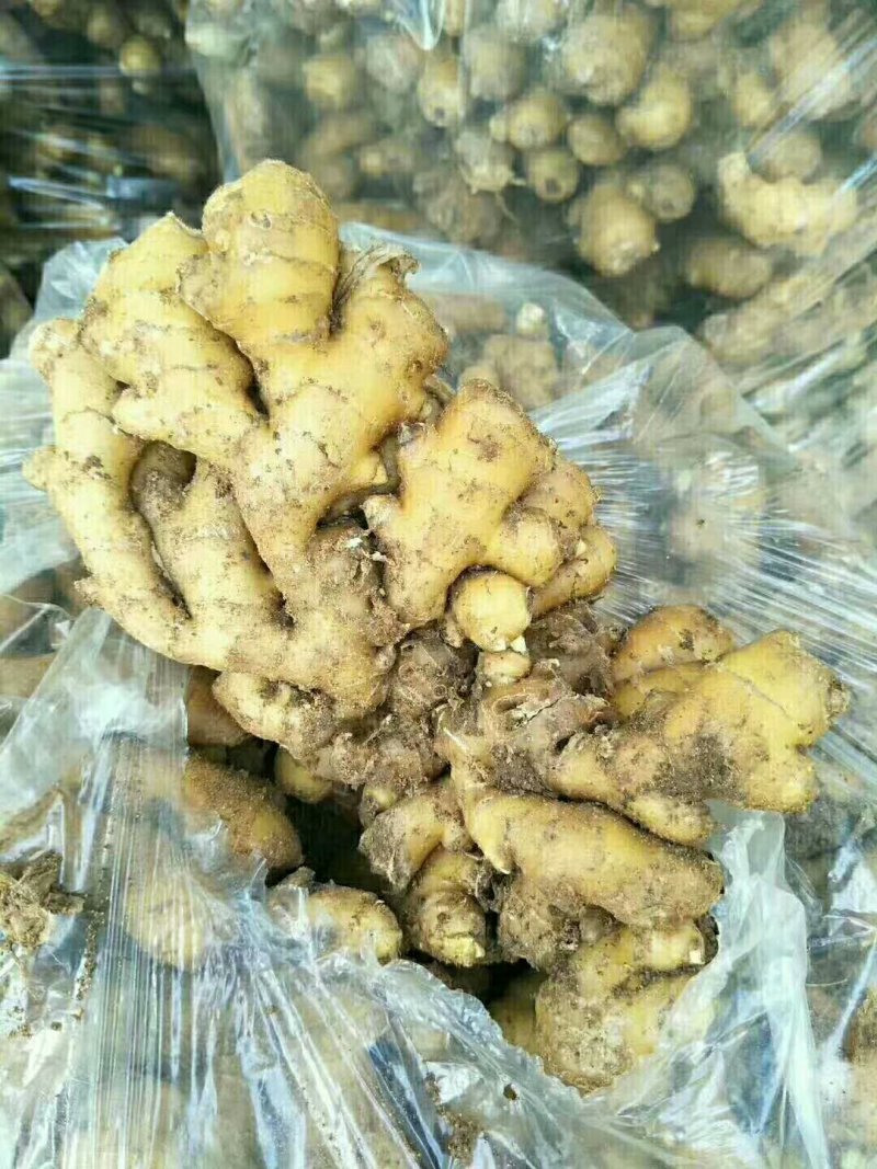 山东精品红牙姜小黄姜大黄姜块大，小黄姜辣味浓厚，价格合理