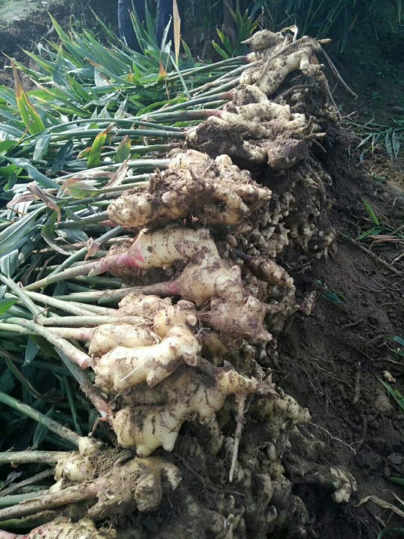 山东精品红牙姜小黄姜大黄姜块大，小黄姜辣味浓厚，价格合理