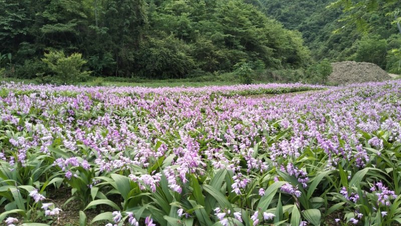 量大从优随时可聊现货秒发白芨