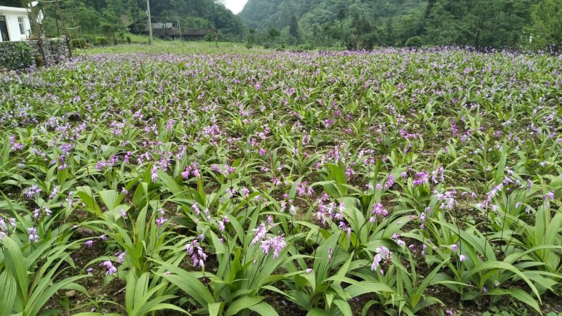 量大从优随时可聊现货秒发白芨