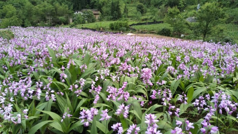 量大从优随时可聊现货秒发白芨