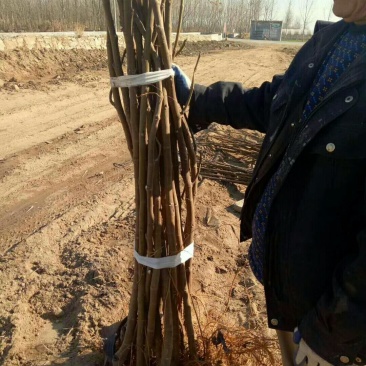 无花果苗