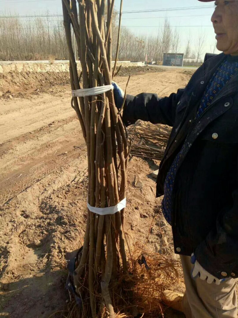 无花果苗