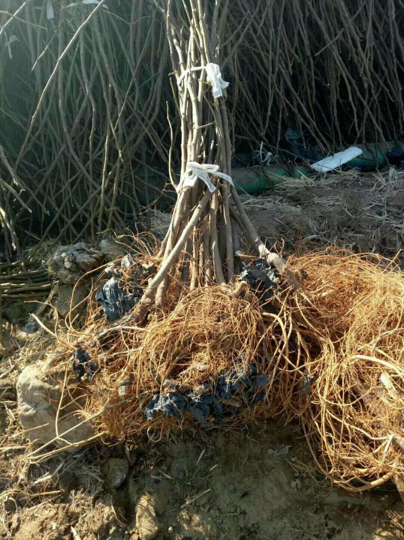 无花果苗