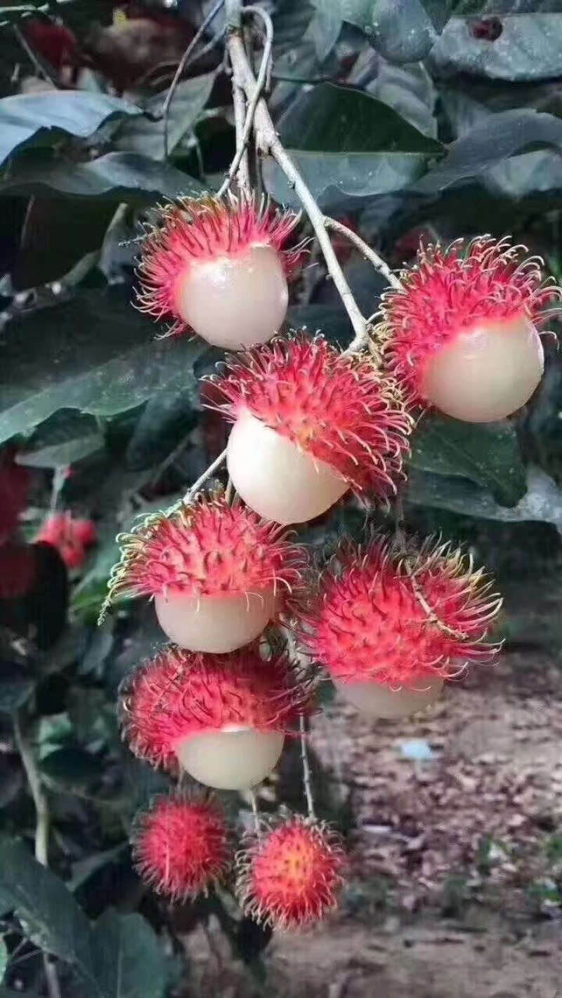 越南红毛丹4斤一箱