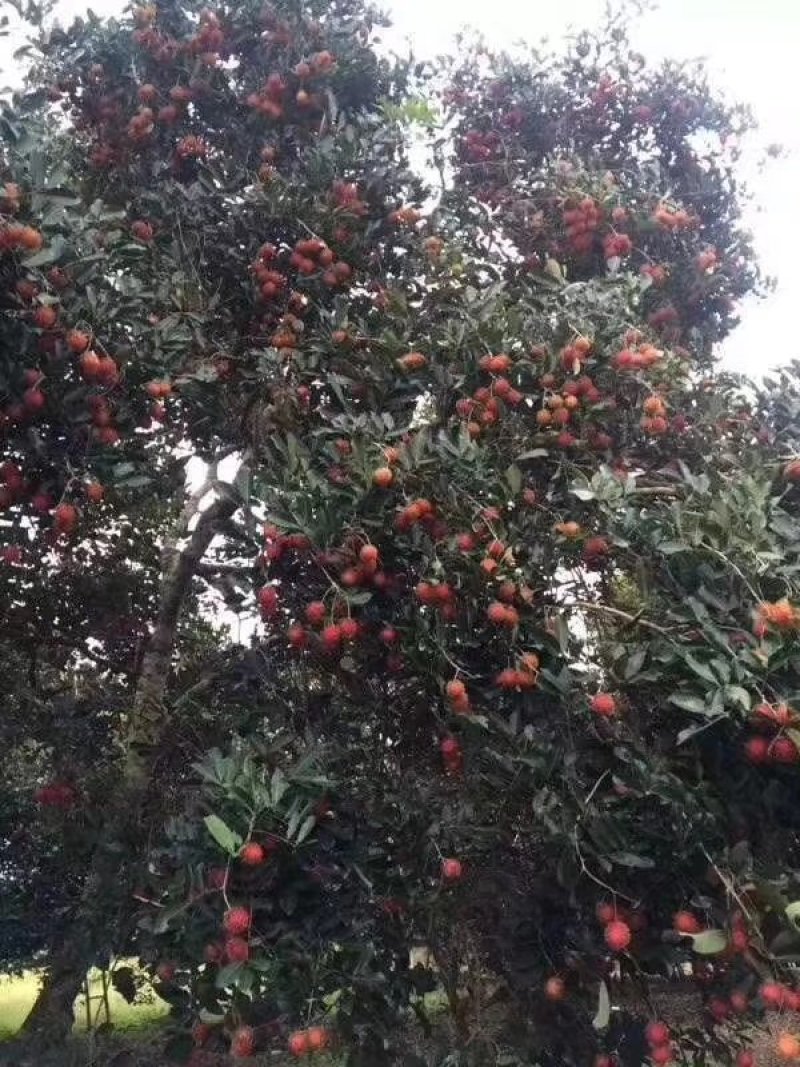 越南红毛丹4斤一箱