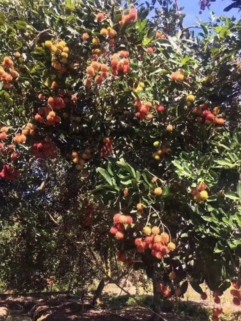 越南红毛丹4斤一箱