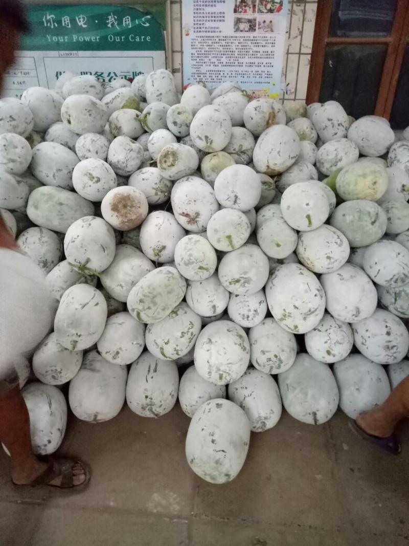 海南桶冬瓜品种齐全产地直销大量供应