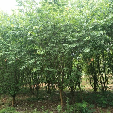 【木瓜海棠】树苗基地直供保质保量量大从优电话联系