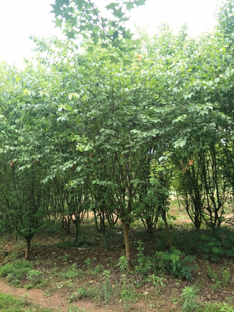 【木瓜海棠】树苗基地直供保质保量量大从优电话联系