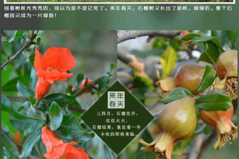 怀远石榴基地