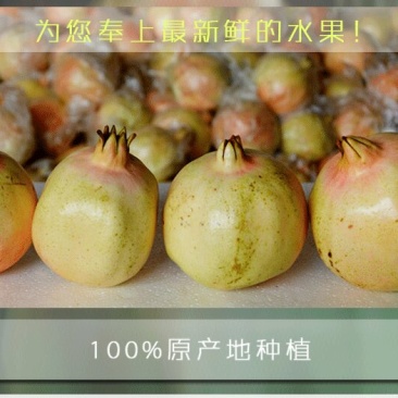 怀远石榴基地