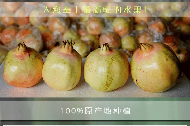 怀远石榴基地